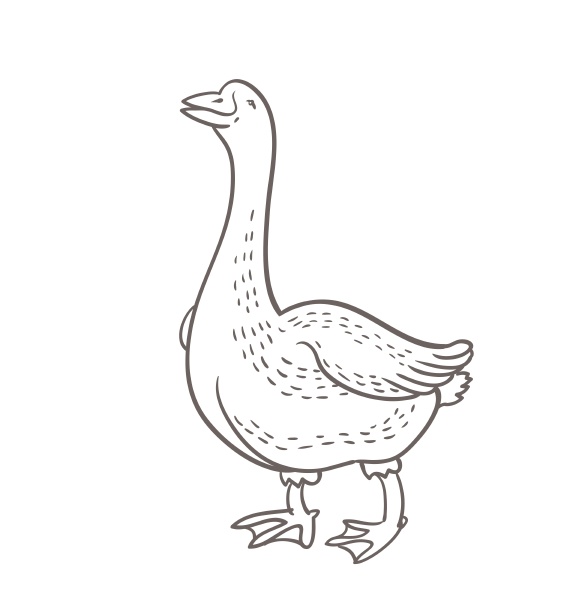 Gęś kolorowanki